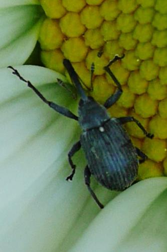 Réf. 249 586 : Anthonomus rubi